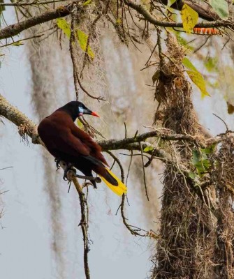 Montezuma Oropendola, Costa Rica Nature Tour, Costa Rica Birding Tour, Costa Rica, Naturalist Journeys