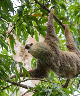 Hoffman’s Two-toed Sloth, Costa Rica Nature Tour, Costa Rica Birding Tour, Costa Rica, Naturalist Journeys