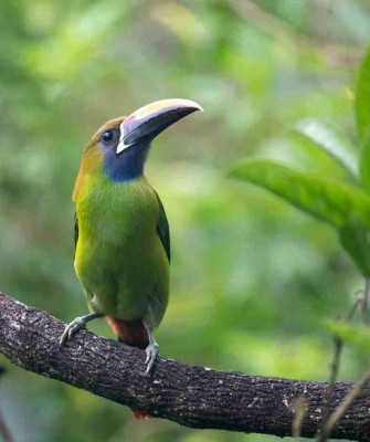 Emerald Toucanet, Costa Rica Nature Tour, Costa Rica Birding Tour, Costa Rica, Naturalist Journeys