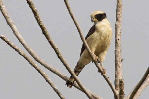 Laughing Falcon, Costa Rica, Costa Rica Nature Tour, Costa Rica Birding Tour, Fall Migration Tour, Naturalist Journeys, Costa Rica Birding Tour, Costa Rica Nature Tour