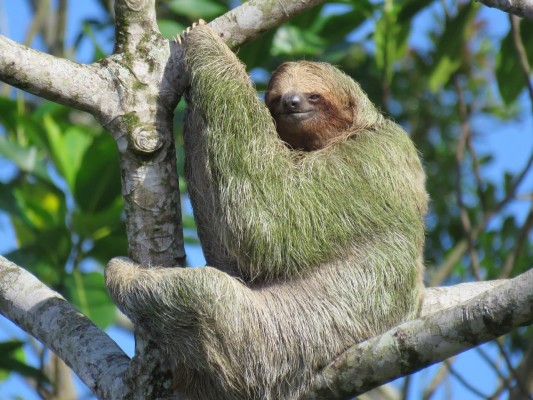 Three-toed Sloth, Costa Rica, Costa Rica Nature Tour, Costa Rica Birding Tour, Fall Migration Tour, Naturalist Journeys, Costa Rica Birding Tour, Costa Rica Nature Tour