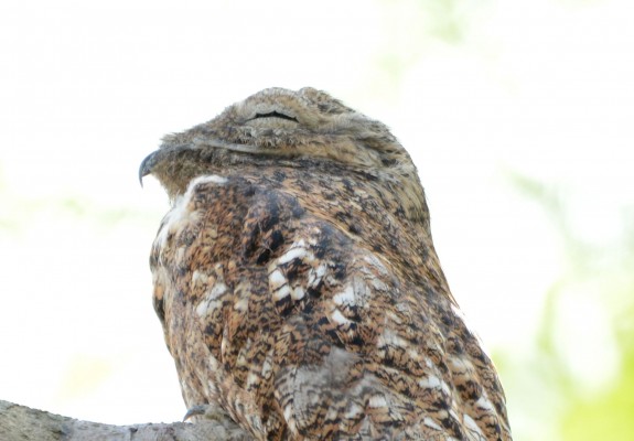 Great Potoo, Costa Rica, Costa Rica Nature Tour, Costa Rica Birding Tour, Fall Migration Tour, Naturalist Journeys, Costa Rica Birding Tour, Costa Rica Nature Tour