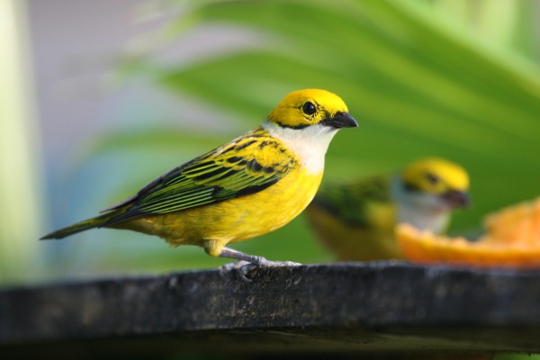 Silver-throated Tanager, Costa Rica, Costa Rica Nature Tour, Costa Rica Birding Tour, Fall Migration Tour, Naturalist Journeys, Costa Rica Birding Tour, Costa Rica Nature Tour