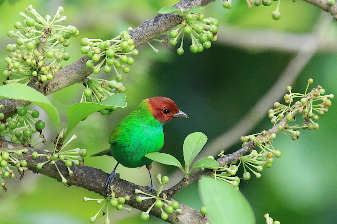 Bay-headed Tanager, Costa Rica, Costa Rica Birding Tour, Costa Rica Nature Tour, Naturalist Journeys