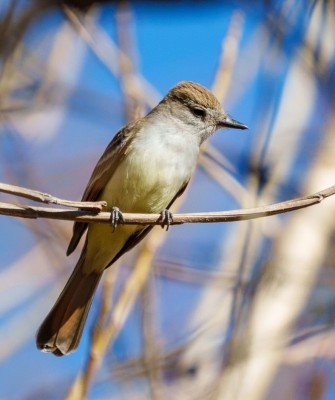 Birding Mexico, Bird Watching Mexico, Naturalist Journeys, Wildlife Tour, Wildlife Photography, Ecotourism, Specialty Birds, Endemic Birds, Birding Hotspot, Monarch Migration, Butterflies