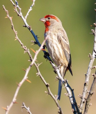 Birding Mexico, Bird Watching Mexico, Naturalist Journeys, Wildlife Tour, Wildlife Photography, Ecotourism, Specialty Birds, Endemic Birds, Birding Hotspot, Monarch Migration, Butterflies