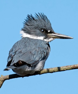 Birding Mexico, Bird Watching Mexico, Naturalist Journeys, Wildlife Tour, Wildlife Photography, Ecotourism, Specialty Birds, Endemic Birds, Birding Hotspot, Monarch Migration, Butterflies