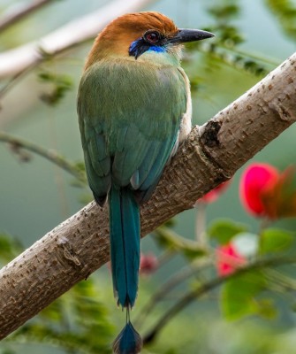 Birding Mexico, Bird Watching Mexico, Naturalist Journeys, Wildlife Tour, Wildlife Photography, Ecotourism, Specialty Birds, Endemic Birds, Birding Hotspot, Monarch Migration, Butterflies