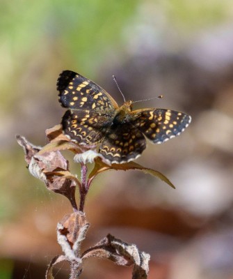 Birding Mexico, Bird Watching Mexico, Naturalist Journeys, Wildlife Tour, Wildlife Photography, Ecotourism, Specialty Birds, Endemic Birds, Birding Hotspot, Monarch Migration, Butterflies