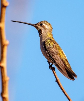 Birding Mexico, Bird Watching Mexico, Naturalist Journeys, Wildlife Tour, Wildlife Photography, Ecotourism, Specialty Birds, Endemic Birds, Birding Hotspot, Monarch Migration, Butterflies