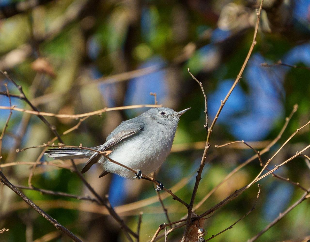 Birding Mexico, Bird Watching Mexico, Naturalist Journeys, Wildlife Tour, Wildlife Photography, Ecotourism, Specialty Birds, Endemic Birds, Birding Hotspot, Monarch Migration, Butterflies