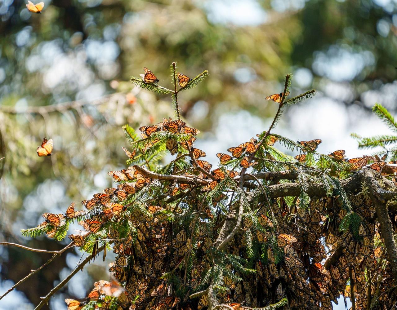 Birding Mexico, Bird Watching Mexico, Naturalist Journeys, Wildlife Tour, Wildlife Photography, Ecotourism, Specialty Birds, Endemic Birds, Birding Hotspot, Monarch Migration, Butterflies