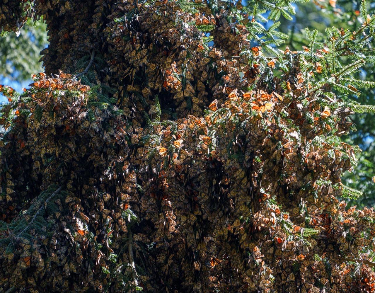 Birding Mexico, Bird Watching Mexico, Naturalist Journeys, Wildlife Tour, Wildlife Photography, Ecotourism, Specialty Birds, Endemic Birds, Birding Hotspot, Monarch Migration, Butterflies