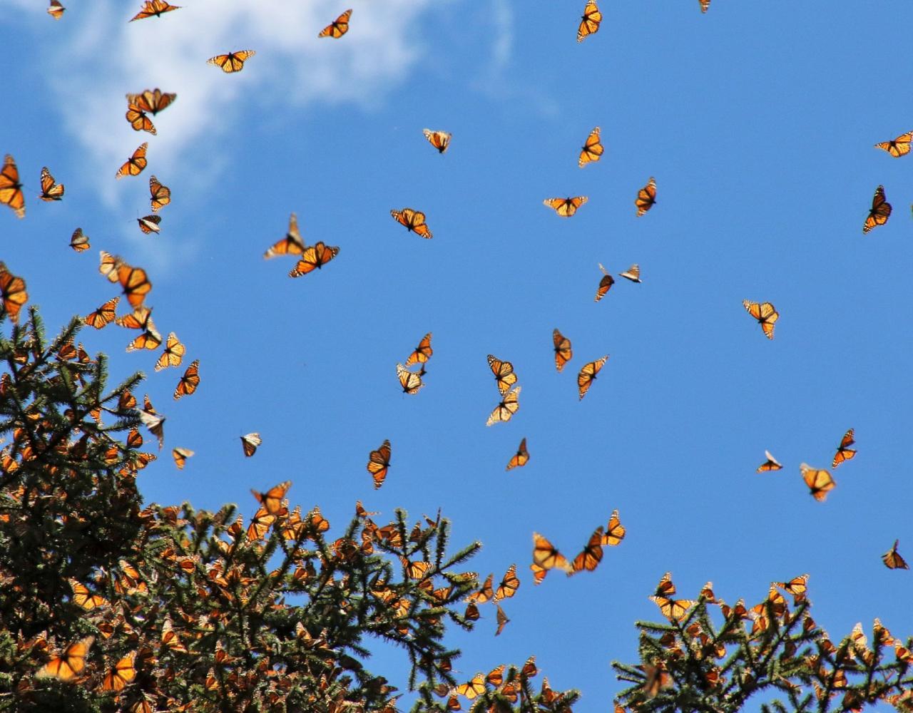 Birding Mexico, Bird Watching Mexico, Naturalist Journeys, Wildlife Tour, Wildlife Photography, Ecotourism, Specialty Birds, Endemic Birds, Birding Hotspot, Monarch Migration, Butterflies