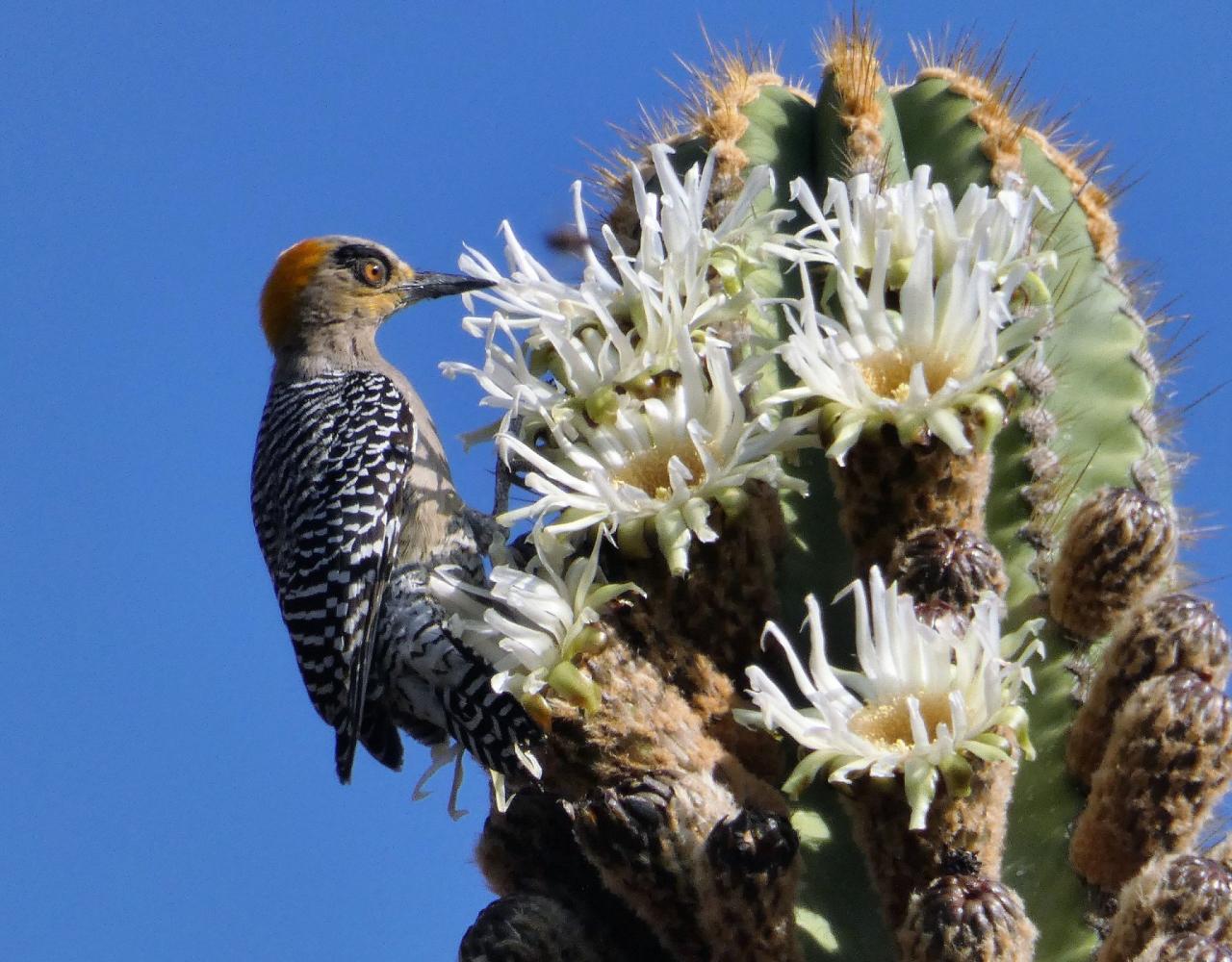 Birding Mexico, Bird Watching Mexico, Naturalist Journeys, Wildlife Tour, Wildlife Photography, Ecotourism, Specialty Birds, Endemic Birds, Birding Hotspot, Monarch Migration, Butterflies