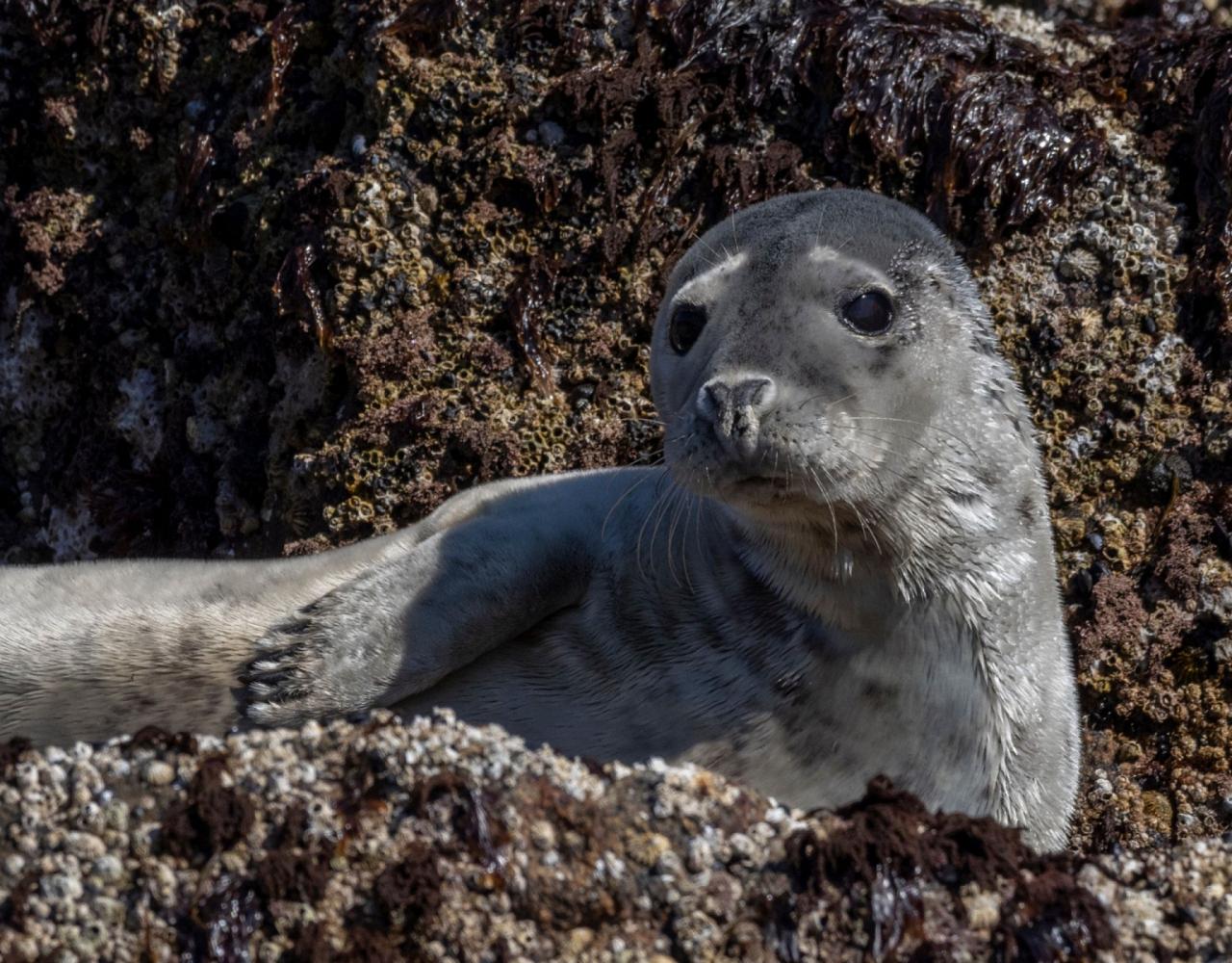 Birding Scotland, Bird Watching Scotland, United Kingdom, Scottish Isles, Naturalist Journeys, Wildlife Tour, Wildlife Photography, Ecotourism, Specialty Birds, Endemic Birds, Birding Hotspot, Cruise, Puffin