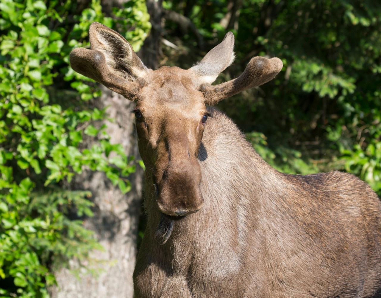 2023 Alaska Birding & Wildlife Tour Anchorage, Nome, Barrow, Seward