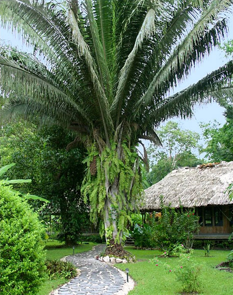 Birding Belize, Belize, Belize Nature Tour, Belize Birding Tour, Naturalist Journeys