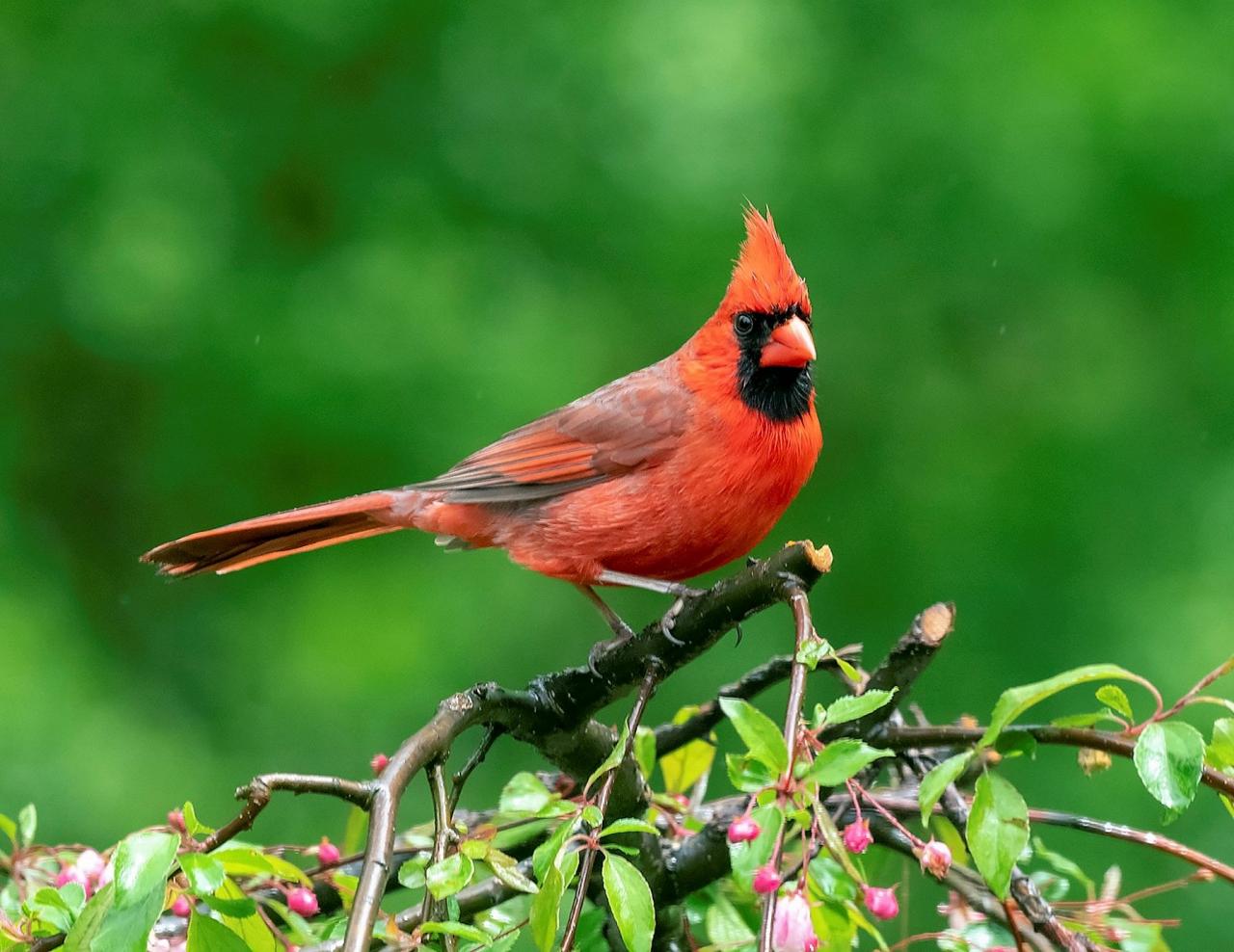 Northern Cardinal, Ohio, Spring Migration, Maumee Bay, Oak Openings, Spring Migration Tour, Migration Tour, Naturalist Journeys