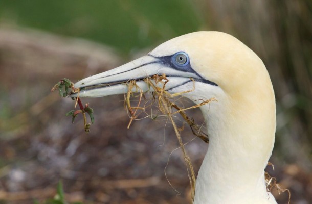 Australasian Gannet, New Zealand, Naturalist Journeys, New Zealand Nature Tour, New Zealand Birding Tour 