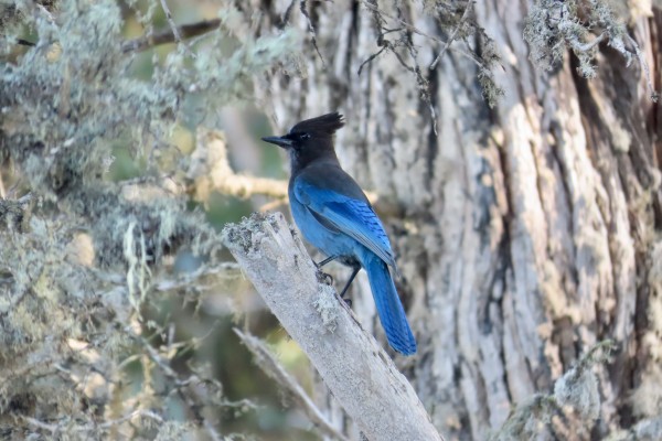 Stellar's Jay, Yellowstone National Park, Yellowstone Birding Tour, Yellowstone Nature Tour, Yellowstone Wildlife Tour, Naturalist Journeys