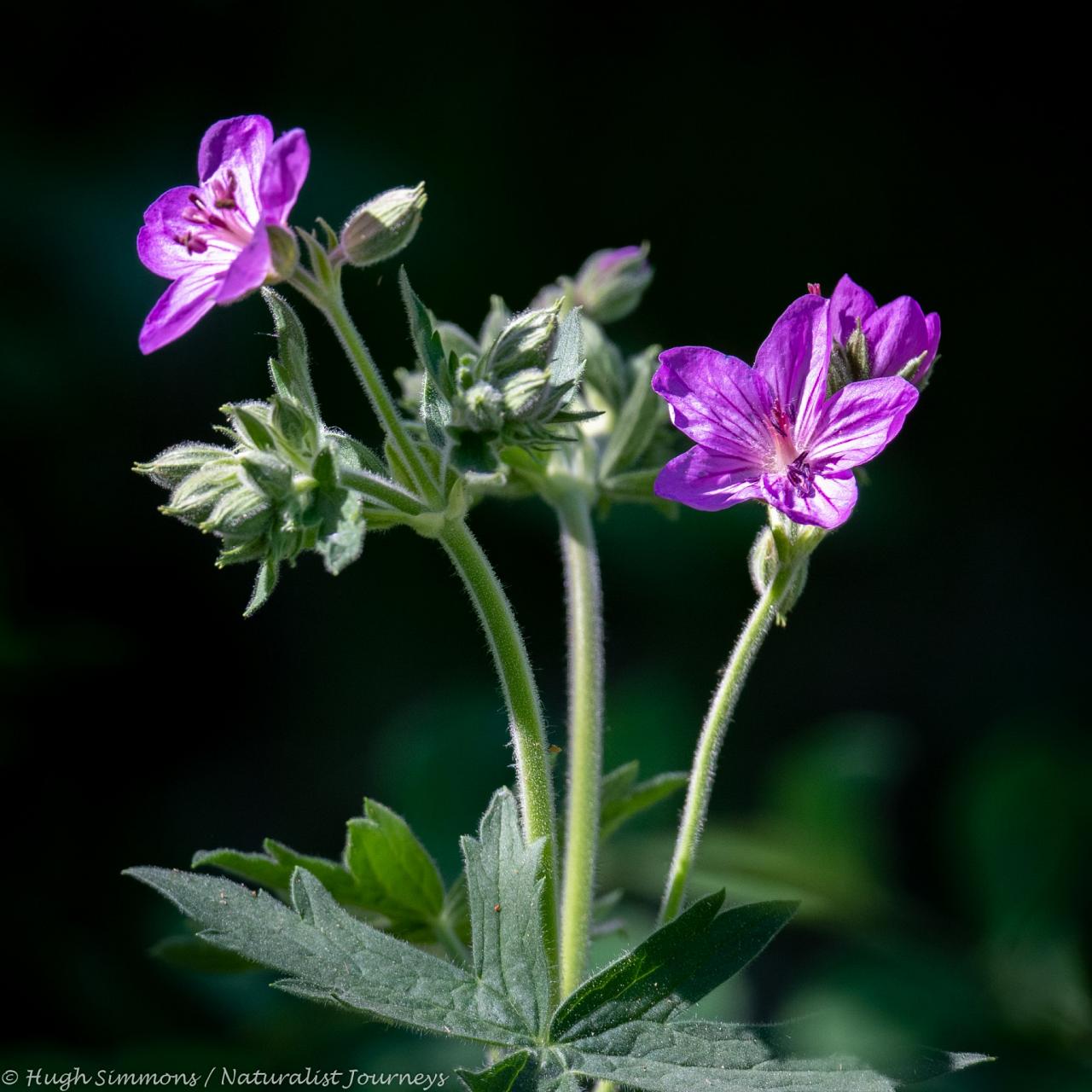 Sticky Geranium, Yellowstone, Yellowstone National Park, Yellowstone Nature Tour, Yellowstone Wildlife Tour, Yellowstone Birding Tour, Naturalist Journeys