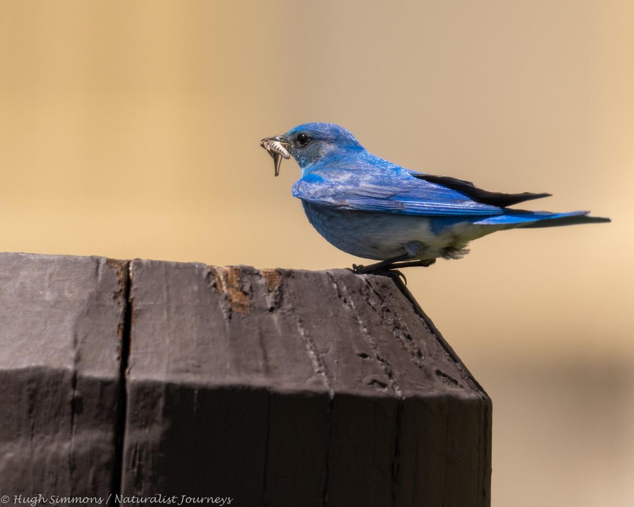 Mountain Bluebird, Yellowstone, Yellowstone National Park, Yellowstone Nature Tour, Yellowstone Wildlife Tour, Yellowstone Birding Tour, Naturalist Journeys