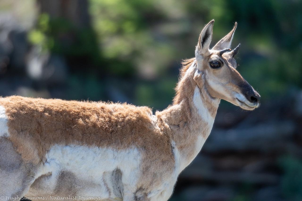 Pronghorn, Yellowstone, Yellowstone National Park, Yellowstone Nature Tour, Yellowstone Wildlife Tour, Yellowstone Birding Tour, Naturalist Journeys