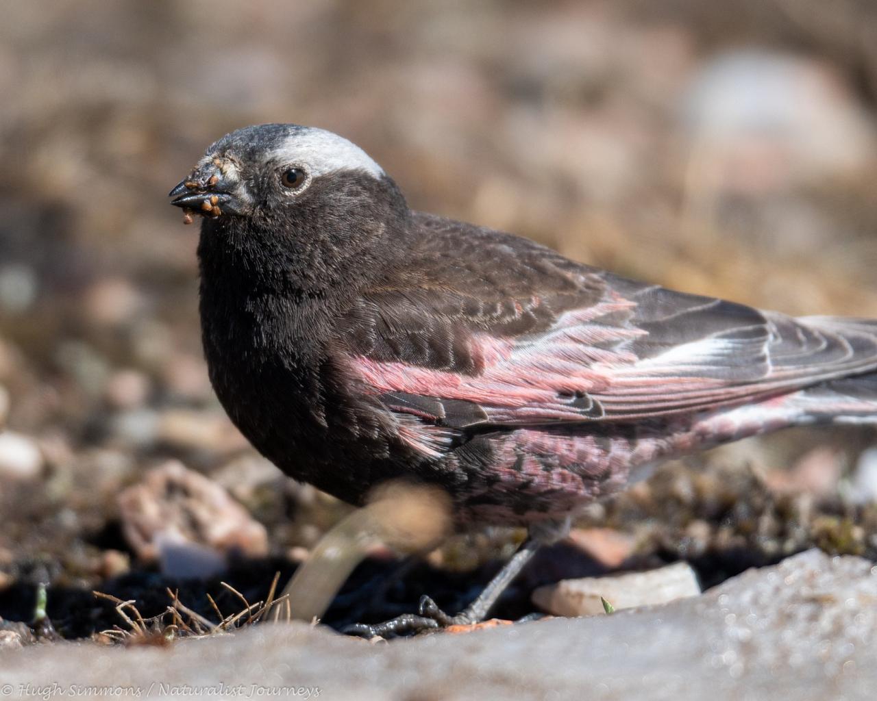 Black Rosy-Finch, Yellowstone, Yellowstone National Park, Yellowstone Nature Tour, Yellowstone Wildlife Tour, Yellowstone Birding Tour, Naturalist Journeys