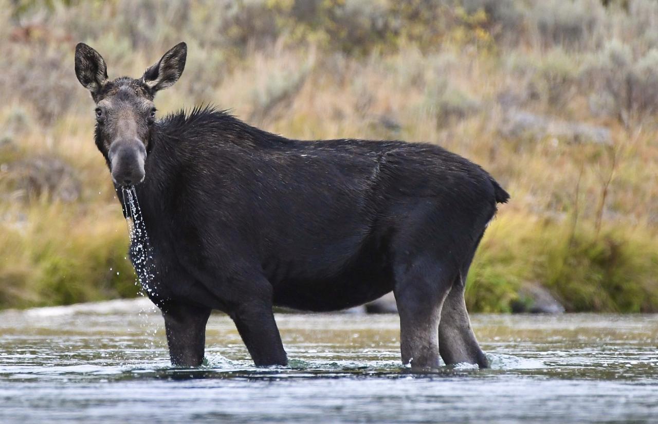 Moose, Yellowstone, Yellowstone National Park, Yellowstone Nature Tour, Yellowstone Wildlife Tour, Yellowstone Birding Tour, Naturalist Journeys