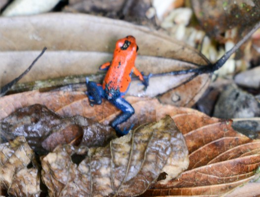 Blue Jeans Frog, Costa Rica, Naturalist Journeys, Costa Rica Birding Tour, Costa Rica Nature Tour