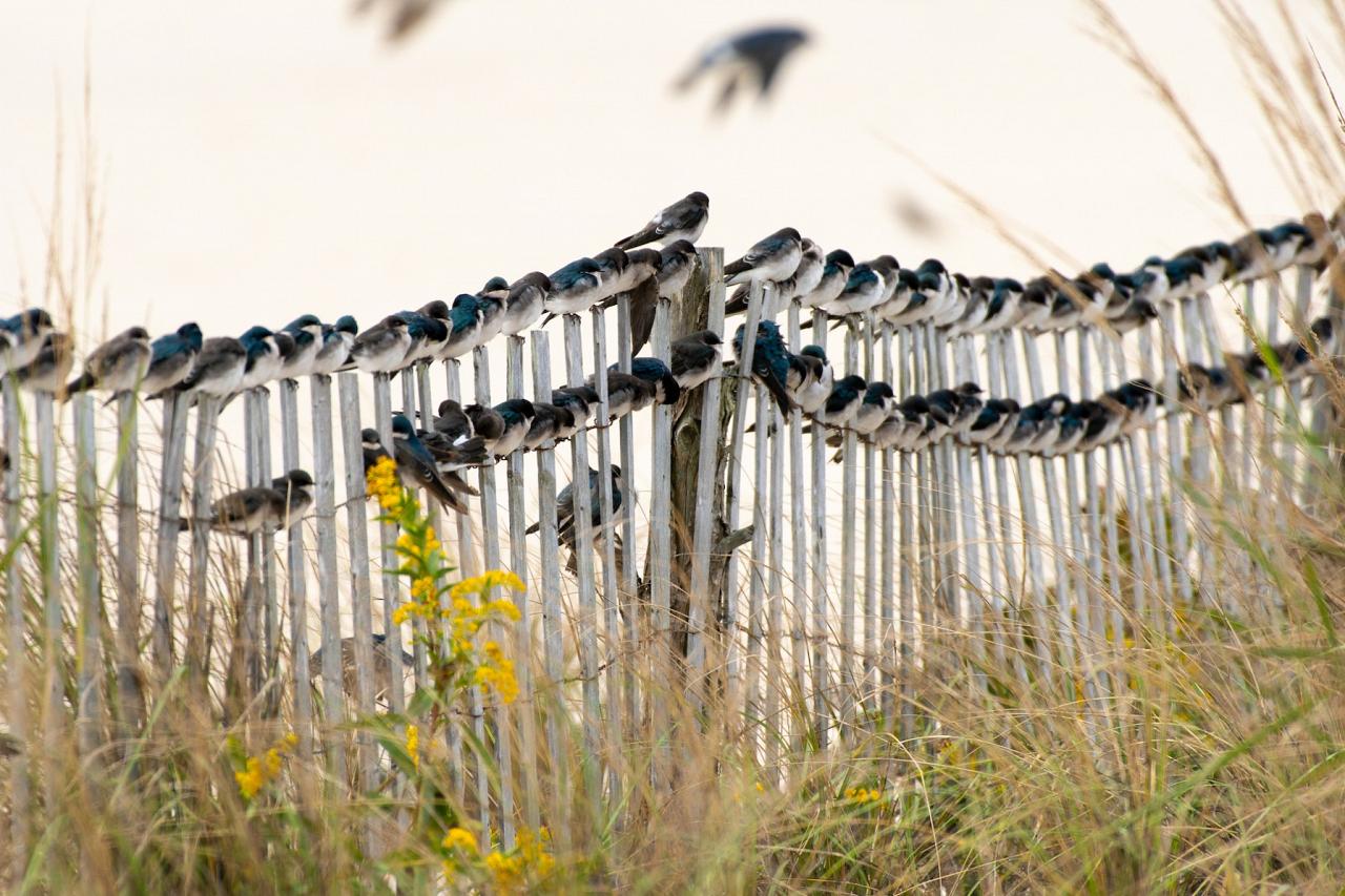 Tree Swallows, Cape May, Cape May Migration, Fall Migration, Fall Migration Tour, Cape May Birding Tour, Naturalist Journeys