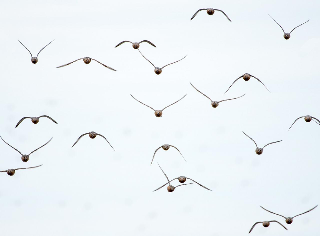 Cape May Spring Migration, Spring Migration Birding and Nature Tour from Naturalist Journeys, Cape May New Jersey Birding