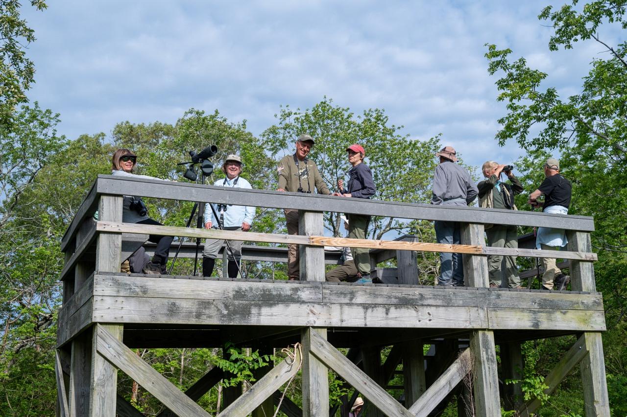 Cape May Spring Migration, Spring Migration Birding and Nature Tour from Naturalist Journeys, Cape May New Jersey Birding