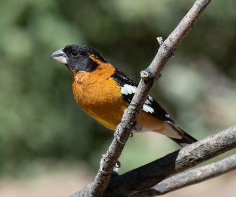 Black-headed Grosbeak, Utah, Southwest Birding Tour, Utah Birding Tour, Arizona Birding Tour, National Park Birding Tour, Naturalist Journeys