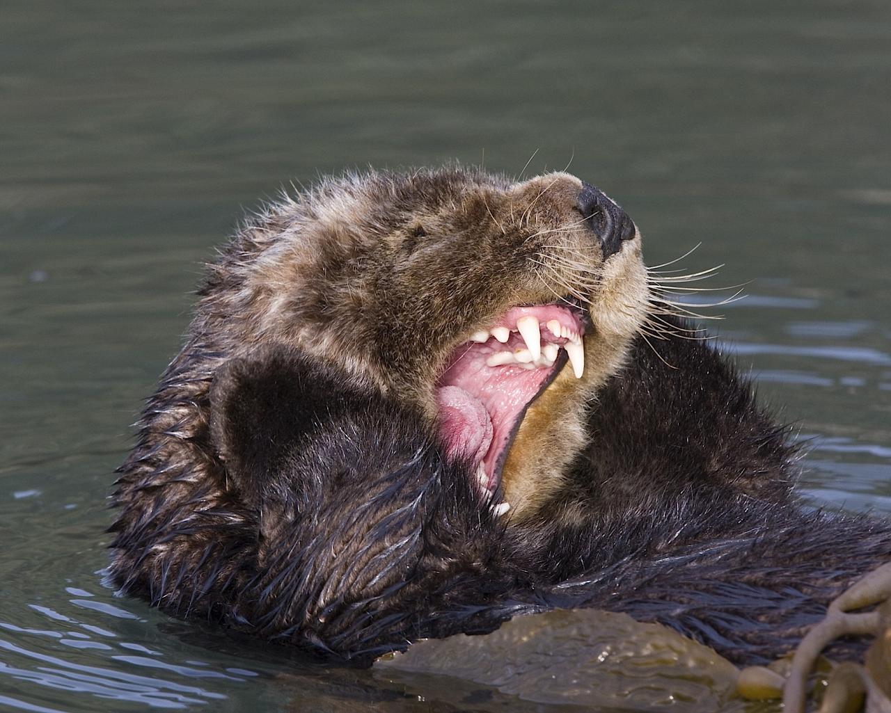 Sea Otter, Pacific Northwest, Olympic Peninsula, Olympic National Park, Washington, Naturalist Journeys