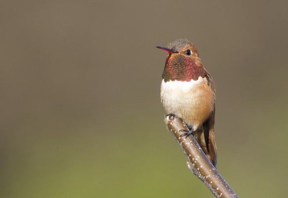 Rufous Hummingbird, Pacific Northwest, Olympic Peninsula, Olympic National Park, Washington, Naturalist Journeys