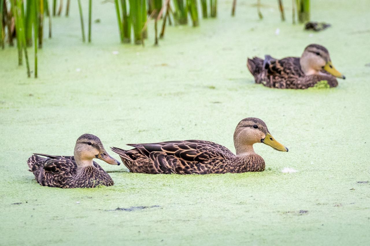 Mottled Ducks, Georgia Waterfowl, Georgia Guided Nature Tour, Naturalist Journeys