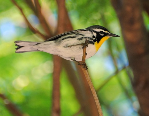 Yellow-throated Warbler, Texas, Texas Coast, Big Thicket, Texas Birding Tour, Spring Migration Tour, Texas Migration Tour, Texas Nature Tour, Naturalist Journeys