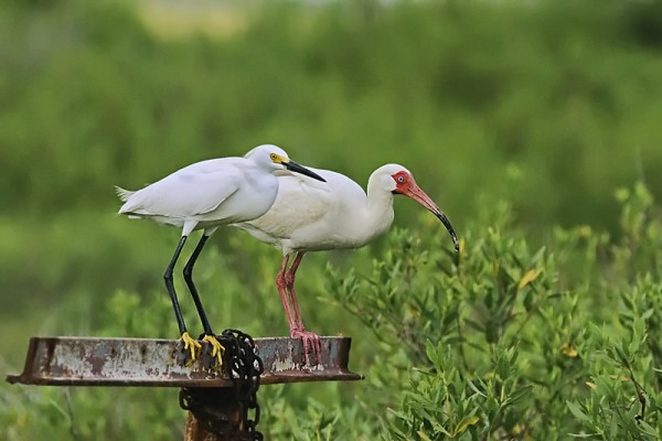 Snowy Egret, White Ibis, Texas, Texas Coast, Big Thicket, Texas Birding Tour, Spring Migration Tour, Texas Migration Tour, Texas Nature Tour, Naturalist Journeys