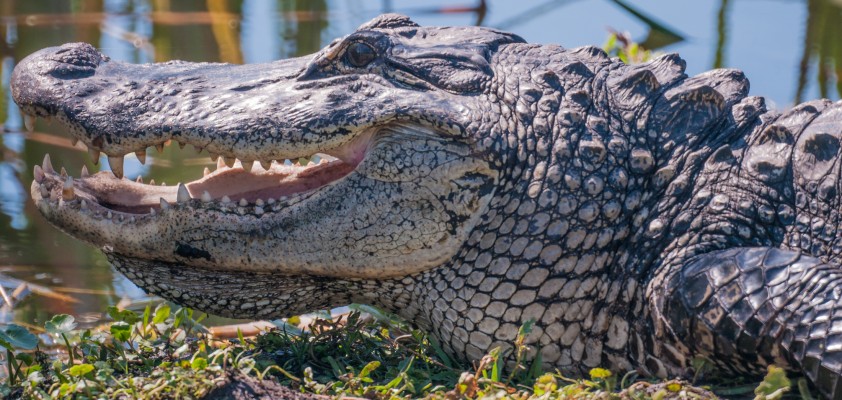 American Alligator, Texas, Texas Coast, Big Thicket, Texas Birding Tour, Spring Migration Tour, Texas Migration Tour, Texas Nature Tour, Naturalist Journeys