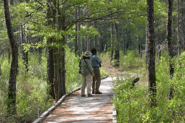 Texas, Texas Coast, Big Thicket, Texas Birding Tour, Spring Migration Tour, Texas Migration Tour, Texas Nature Tour, Naturalist Journeys 