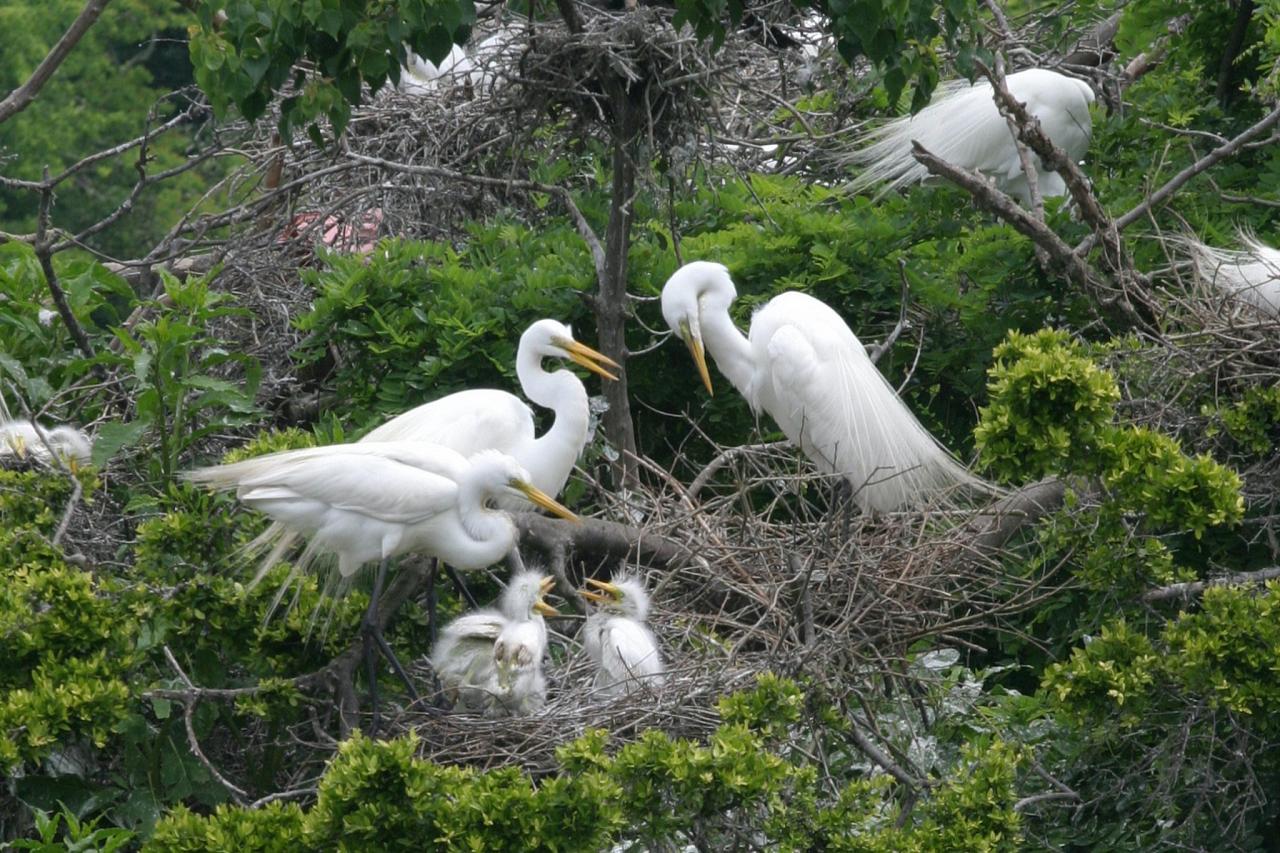 Egret Rookery, Texas, Texas Coast, Big Thicket, Texas Birding Tour, Spring Migration Tour, Texas Migration Tour, Texas Nature Tour, Naturalist Journeys