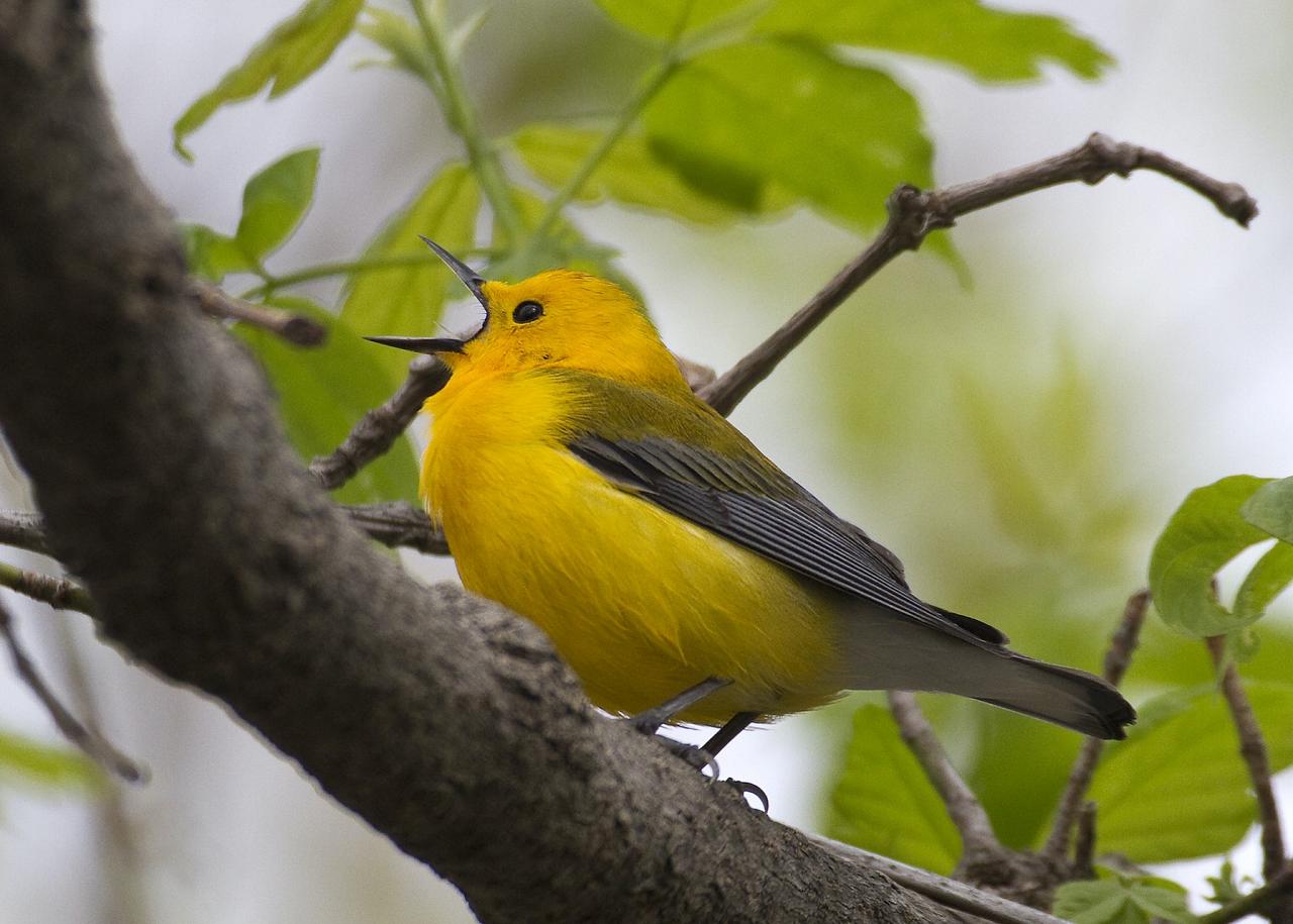 Prothonotary Warbler, Texas, Texas Coast, Big Thicket, Texas Birding Tour, Spring Migration Tour, Texas Migration Tour, Texas Nature Tour, Naturalist Journeys