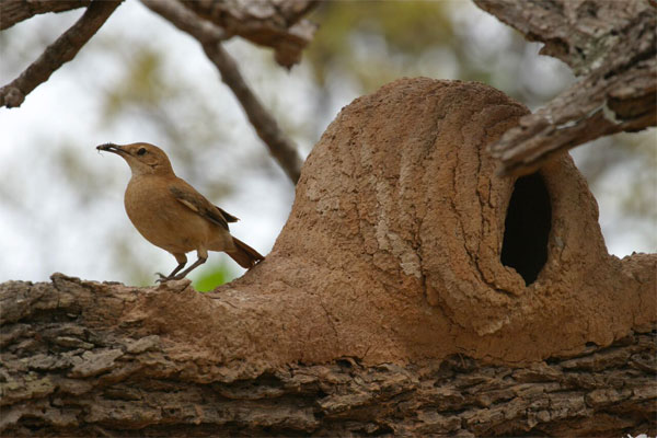 Rufous Hornero, Pantanal, Brazil, Naturalist Journeys, Pantanal Safari, Pantanal Wildlife Tour