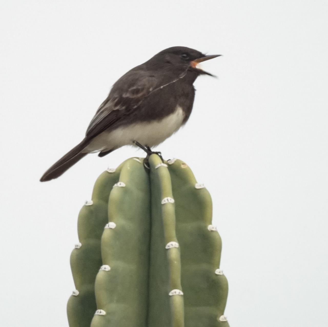 Southern California Birding and Nature Tour in San Diego County, Naturalist Journeys, Anza Borrego State Desert Park, Palomar Mountain State Park, San Elijo Lagoon Ecological Reserve, Torrey Pines State Park, Coast to Cactus Birding and Nature tour