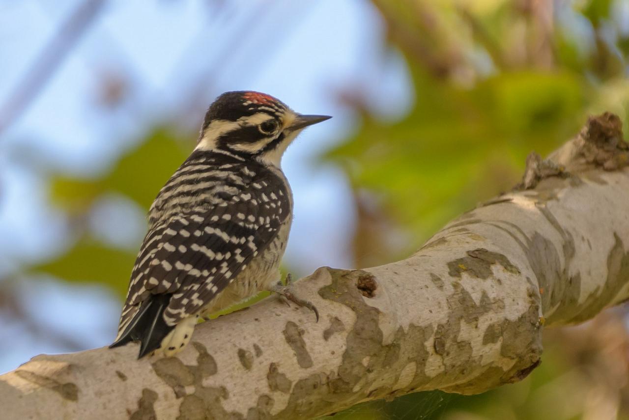 Southern California Birding and Nature Tour in San Diego County, Naturalist Journeys, Anza Borrego State Desert Park, Palomar Mountain State Park, San Elijo Lagoon Ecological Reserve, Torrey Pines State Park, Coast to Cactus Birding and Nature tour