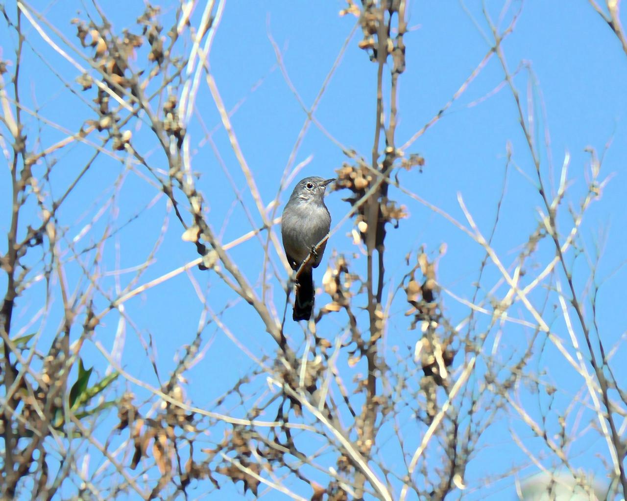 Southern California Birding and Nature Tour in San Diego County, Naturalist Journeys, Anza Borrego State Desert Park, Palomar Mountain State Park, San Elijo Lagoon Ecological Reserve, Torrey Pines State Park, Coast to Cactus Birding and Nature tour