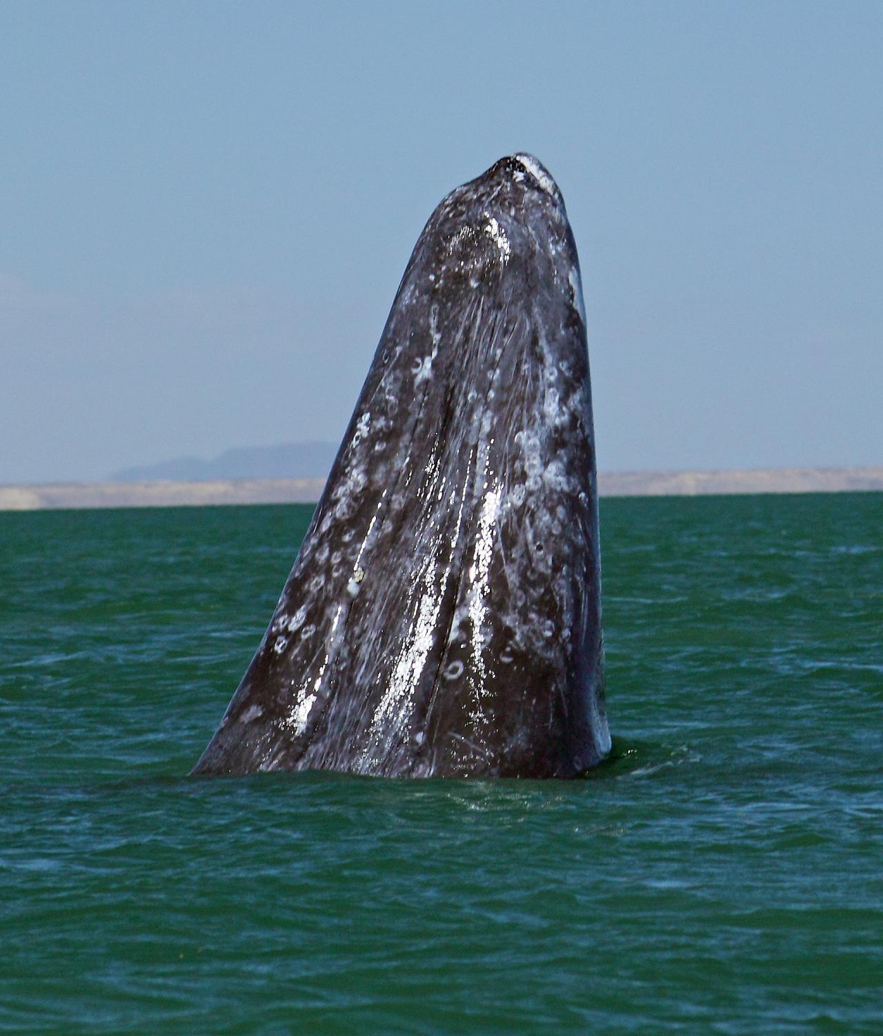 Southern California Birding and Nature Tour in San Diego County, Naturalist Journeys, Anza Borrego State Desert Park, Palomar Mountain State Park, San Elijo Lagoon Ecological Reserve, Torrey Pines State Park, Coast to Cactus Birding and Nature tour