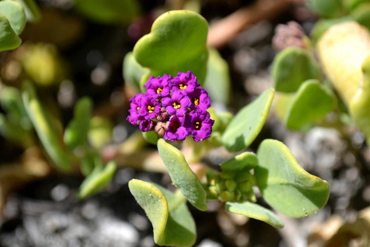 Southern California Birding and Nature Tour in San Diego County, Naturalist Journeys, Anza Borrego State Desert Park, Palomar Mountain State Park, San Elijo Lagoon Ecological Reserve, Torrey Pines State Park, Coast to Cactus Birding and Nature tour